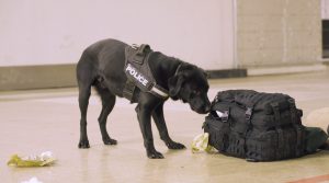 Police explosives dog searching the scene